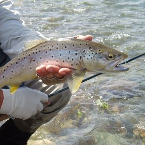 Día de pesca en el Río Aluminé