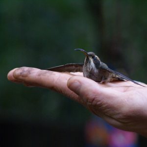 Yacutinga