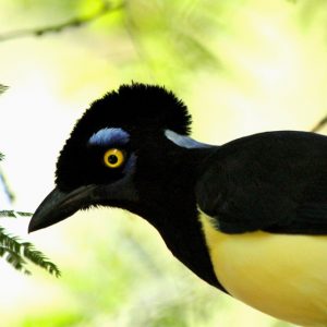 Birding Iguazú Falls