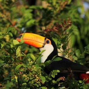 Birding in the National Park