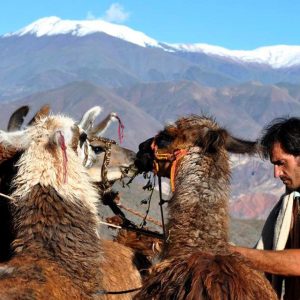 LLAMA TREK & RETURN TO SALTA