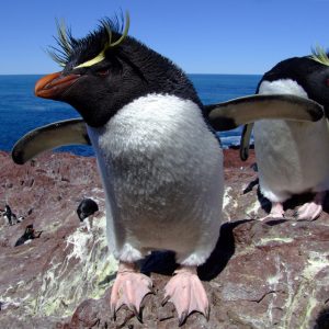 Puerto Deseado - Penguin Island Expedition