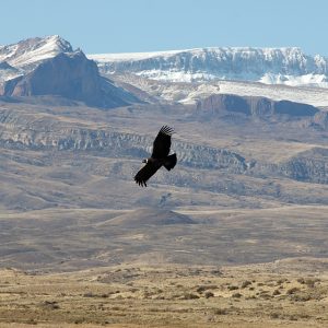 Estancia La Maipú – El Calafate