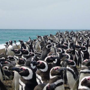 Península Valdés – Atlantic Coast